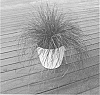 Lomandra%20hybrid%20%27LM600%27