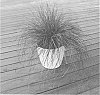 Lomandra%20hybrid%20%27LM600%27