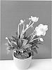 Helleborus%20niger%20%27COSEH%203090%27