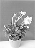 Helleborus%20niger%20%27COSEH%203090%27