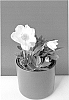 Helleborus%20niger%20%27COSEH%203110%27