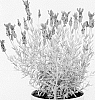 Lavandula%20stoechas%20%27Anouk%20Deluxe%201205%27