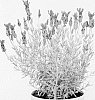 Lavandula%20stoechas%20%27Anouk%20Deluxe%201205%27
