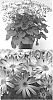 Senecio%20cruentus%20%27Sunsenegonana%27
