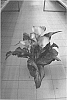 Zantedeschia%20sprengeri%20%27Denver%27