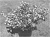 Aronia%20Plant%20Named%20%27UCONNAM165%27
