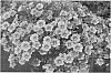Calibrachoa%20plant%20named%20%27KLECA15294%27
