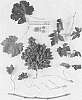 Vitis%20vinifera%20%27Sheegene%2025%27