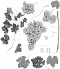 Vitis%20vinifera%20%27Sheegene-17%27