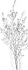 Chamelaucium%20uncinatum%20%27LUNA%27