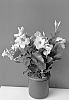 Mandevilla%20x%20amabilis%20x%20Mandevilla%20boliviensis%20%27Lanvirginia%27