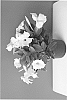 Mandevilla%20sanderi%20%27INMANWHIMP%27