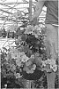 Mandevilla%20hybrid%20%27FRI0613%27