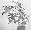 Hibiscus%20x%20moscheutos%20%27TAHI16%27