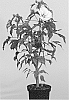 Hibiscus%20x%20moscheutos%20%27TAHI12%27