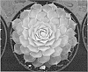 Sempervivum%20hybrid%20%27Gold%20Nugget%27