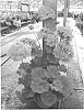 Pelargonium%20interspecific%20%27PEQZ0009%27