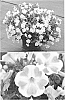 Petunia%20x%20hybrida%20%27SUNMOMOHEART%27