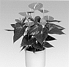 Anthurium%20andreanum%20L.%20%27ANTHDOTXI%27