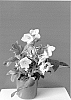 Helleborus%20x%20ericsmithii%20x%20Helleborus%20x%20hybridus%20%27COSEH%204500%27