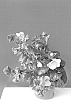 Helleborus%20x%20ericsmithii%20x%20Helleborus%20x%20hybridus%20%27COSEH%204000%27