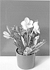 Helleborus%20niger%20%27COSEH%203080%27