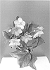 Helleborus%20x%20ericsmithii%20x%20Helleborus%20x%20hybridus%20%27COSEH%204200%27