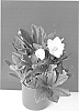 Helleborus%20niger%20%27COSEH%203120%27