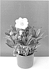 Helleborus%20niger%20%27COSEH%203100%27