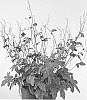 %20x%20Heucherella%20%27Infinity%27