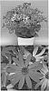 Senecio%20cruentus%20%27Sunseneyona%27