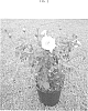Rosa%20hybrid%20%27GRAyllw%27