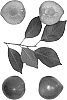 Interspecific%20prunus%20species%20%27Sweet%20Pixie%205%27