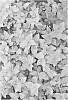 Spiraea%20%27NCSX1%27