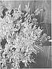 Sambucus%20nigra%20%27SANIVALK%27
