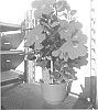 Mandevilla%20hybrid%20%27INMANREDSCAR%27