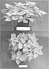 Ipomoea%20batatas%20%28L.%29%20Lam.%20%27NCORNSP-019SCSHLM%27