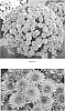 Chrysanthemum%20x%20morifolium%20%27CIFZ0032%27