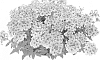Verbena%20sp.%20%27KLEVP15616%27