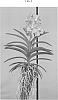 Vanda%20spp.%20Jones%20ex%20R.%20Br.%20%27SPCDW1407%27