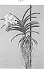 Vanda%20spp.%20Jones%20ex%20R.%20Br.%20%27SPCDW1406%27