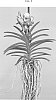 Vanda%20spp.%20Jones%20ex%20R.%20Br.%20%27SPCDW1404%27