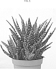 Aloe%20melanacantha%20A.%20Berger%20%27Ovaljaws%27