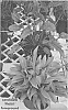 Philodendron%20sp.%20%27Phil01%27