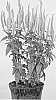 Veronica%20plant%20named%20%27ALLKISS%27
