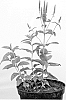VERONICA%20PLANT%20NAMED%20%27ALLVGLOVE%27