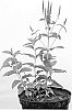 VERONICA%20PLANT%20NAMED%20%27ALLVGLOVE%27