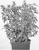 Monarda%20plant%20named%20%27ALLMOBIRD%27