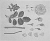 Rosa%20hybrida%20%27KORbentgol%27