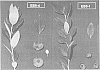 Vaccinium%20hybrid%20%27EB%209-4%27